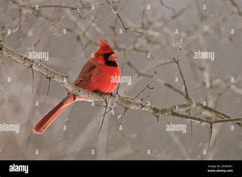 Male Northern Cardinal On Branch Stock Photo Alamy