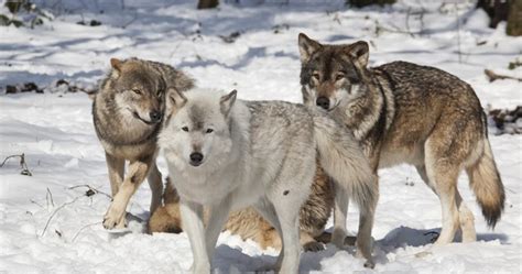 Bensozia Wolves Killing Dogs