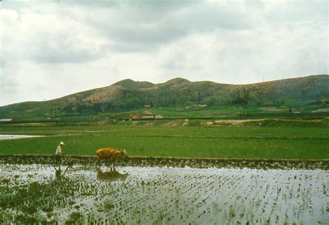 1960 South Korea ~ Rice Farming A Photo On Flickriver