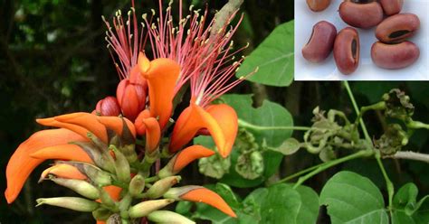 එරබදු Erabadu Erythrina Variegata අපේ ඔසුපැළ Medicinal Plants Of