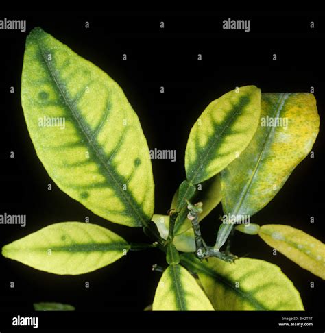 Citrus Greening Candidatus Liberibacter Spp Symptom On Orange Leaf