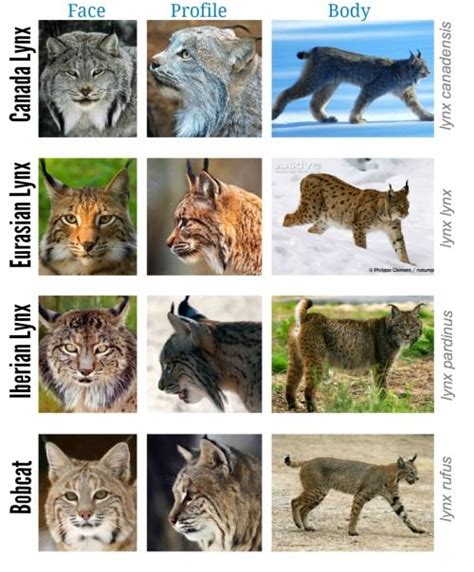 Lynx Cat Pet Size