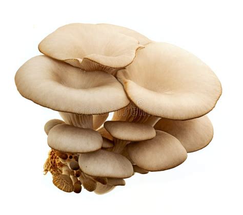 An Oyster Mushrooms Pleurotus Ostreatus Isolated On A White