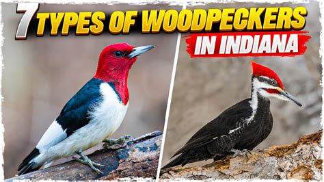 7 Types Of Woodpeckers In Indiana Youtube