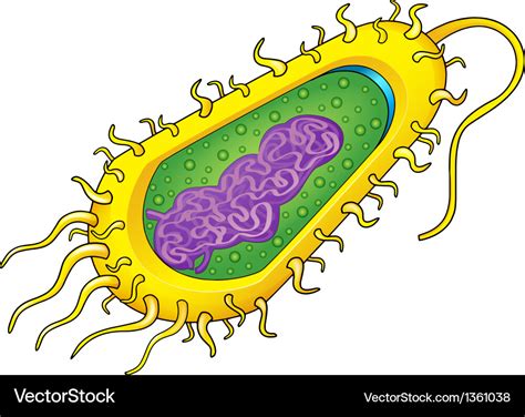 Bacteria Cell Royalty Free Vector Image Vectorstock