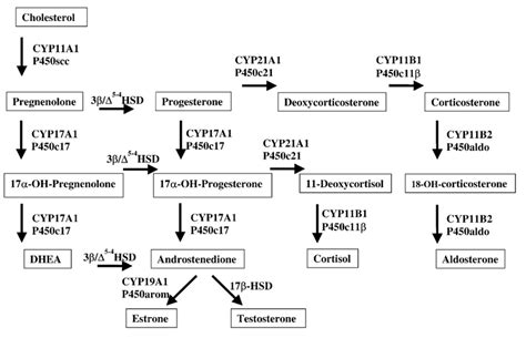 Enzymes Involved In The Synthesis Of Adrenal And Sex Steroids Download Scientific Diagram