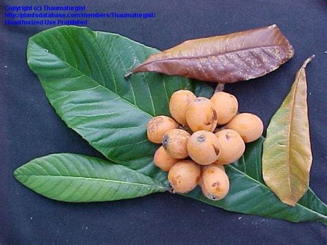 Plantfiles Pictures Loquat Japanese Plum Eriobotrya Japonica 1 By