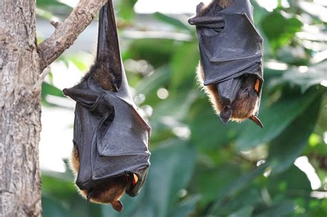 In this world, we can't tell if something is true or not true. Do Vampire Bats Really Exist? - Animal Hype