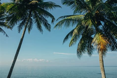 Free Images Beach Clouds Coconut Trees Coconuts Daytime