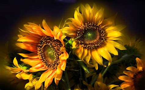 Sunflower Beautiful Abstract Hd Wallpapers For Desktop