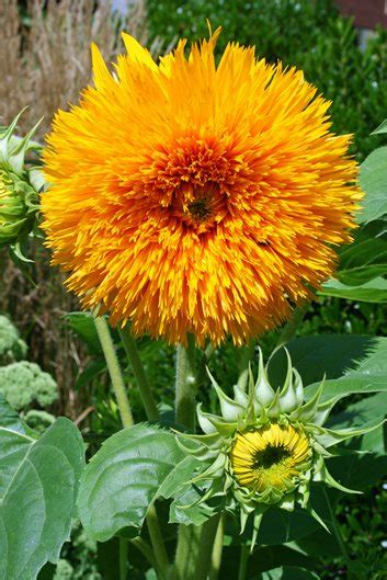 Growing Sunflowers The Complete Guide To Sunflower Care Garden Design