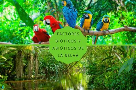 Factores Bióticos Y Abióticos De La Selva Resumen