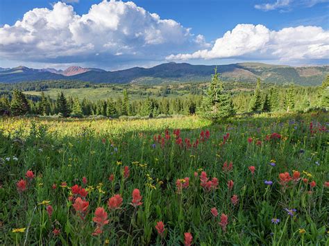 Alpine Wildflowers In A High Meadow In The Rocky Mountains Of Co