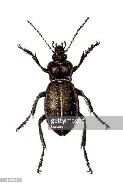 Ground Beetles Photos And Premium High Res Pictures Getty Images