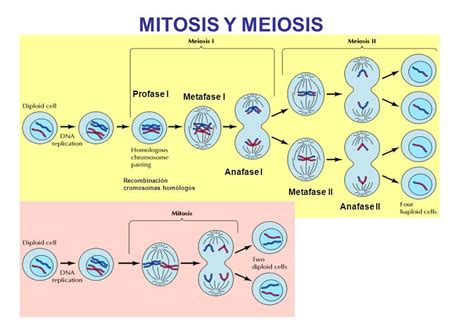 Cuadros Comparativos Entre Mitosis Y Meiosis Cuadro Comparativo Chemistry Lessons Biology