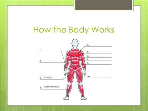 Ppt Muscular System Powerpoint Presentation Free Download Id2682073