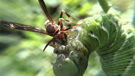 When the eggs hatch into larvae, the caterpillar will be eaten. Wasp Eats Tobacco Hornworm Caterpillar - YouTube