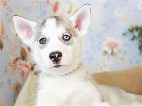 Siberian Husky Dog Female Sable 3150580 Animal Kingdom Puppies N Love