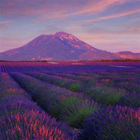 Lavender Field At Sunset 1 By Mammuth