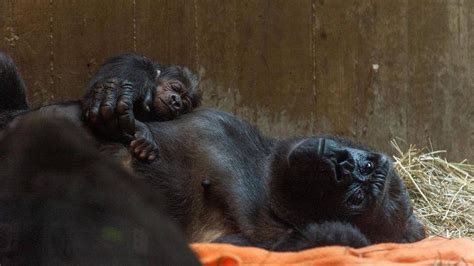 This Video Of A Gorilla Mom With Her Newborn Gorilla Baby Will Melt
