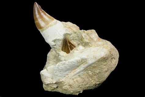 Mosasaur Prognathodon Jaw Section With Unerupted Tooth For Sale 150159