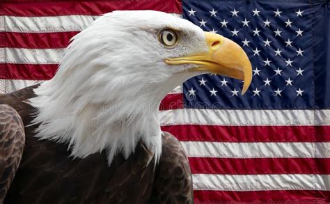American Eagle With Flag Stock Image Image Of Symbol 97951801