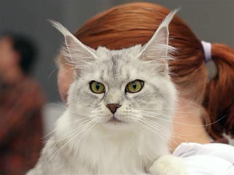 11 Silver Maine Coons You Must See