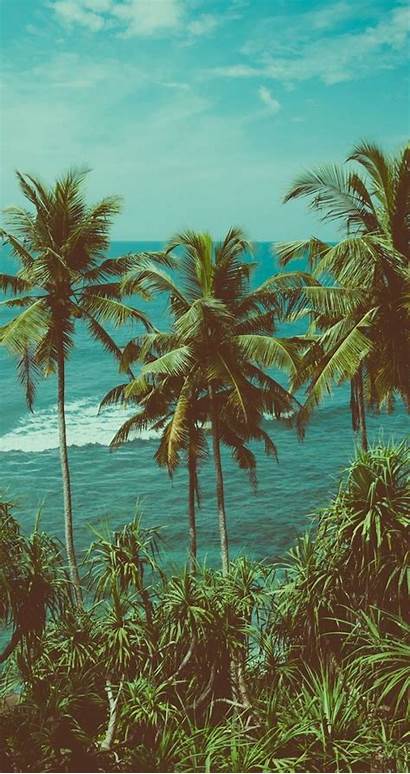 Aesthetic Screen Palm Summer Wallpapers Trees Travel