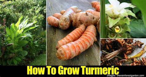 How To Grow Turmeric At Home How To Instructions
