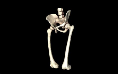 Hip Joint Hip Bone Sacrum Femur Only B 3d Model Animated Obj