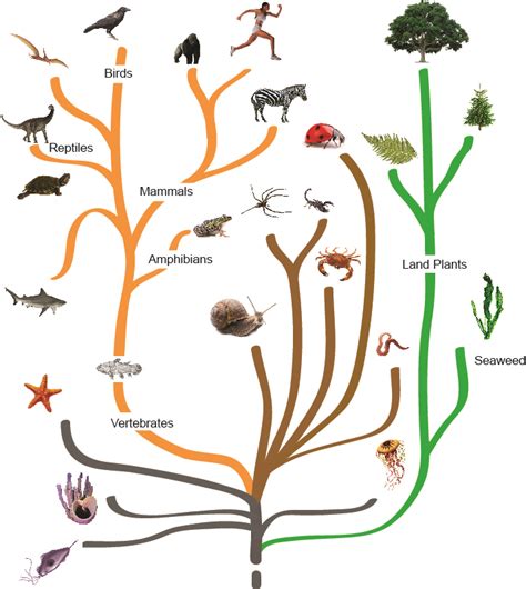 Evolutionary Tree Of Life Diagram