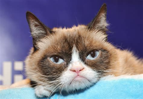 Grumpy Cat Pictures Grumpy Cat Meme Dead Rip Dailydot Bodegawasuon