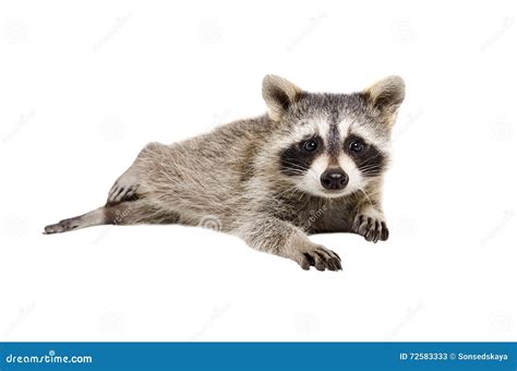 Portrait Of A Funny Raccoon Stock Image Image Of Happy Black 72583333