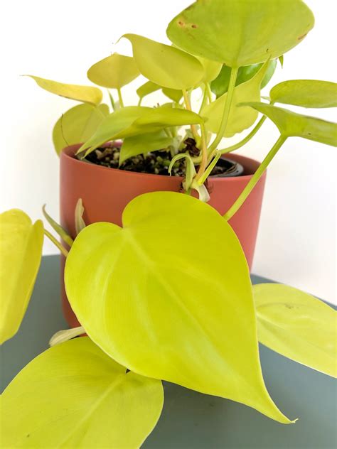 Philodendron Cordatum Lime Heart Leaf Philodendron Youngleaf