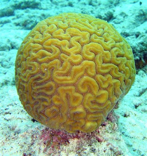Brain Coral Wikipedia