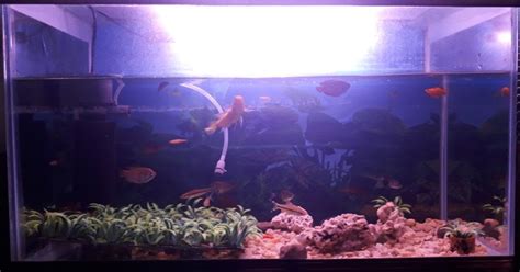 Mimpi ini merupakan sebuah pertanda baik bagi anda. WARNA WARNI IKAN HIAS DI PASAR IKAN GUNUNG SARI
