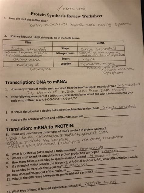 Our main purpose is that these mrna trna worksheet answers pictures gallery can be a guidance for you, deliver you more samples and of course bring you what you need.a. Solved: Protein Synthesis Review Worksheet 1. How Are DNA ... | Chegg.com