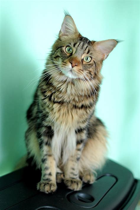 Welcome to this animalwised video. Free Maine coon Stock Photo - FreeImages.com