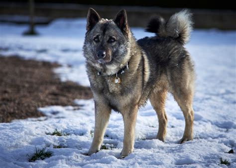 10 Dog Breeds That Love The Winter Stacker