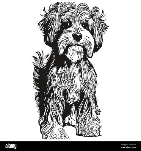 Havanese Dog Hand Drawn Line Art Vector Drawing Black And White Logo