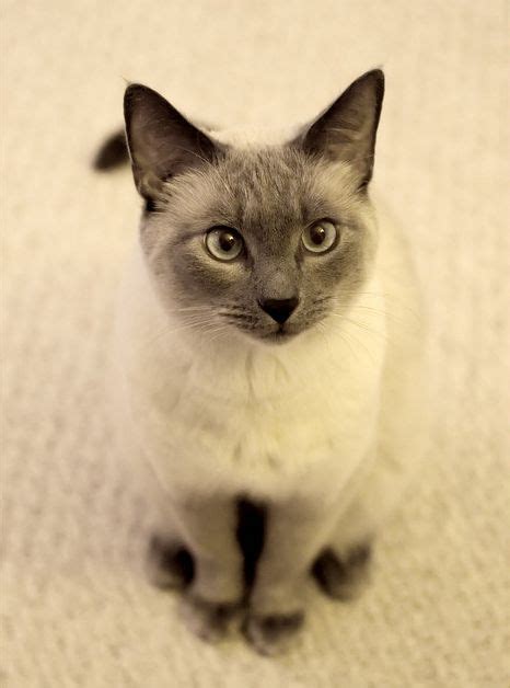What Does Siamese Cat Look Like British Shorthair
