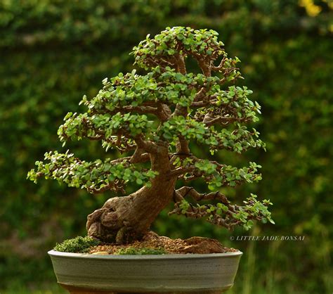 Dwarf Mini Jade Bonsai Tree In The Wild This Bonsai May Grow Up To