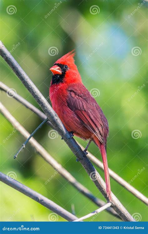 Northern Cardinal Cardinalis Cardinalis Stock Image Image Of