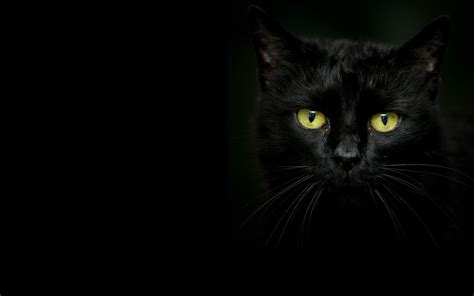 Красивый чёрный кот на тёмном фоне обои для рабочего стола картинки