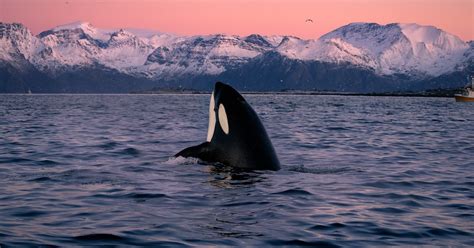 Photographer Spends One Week Swimming With Orcas In Norway