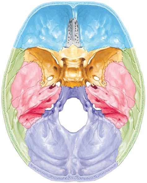 Cranial Cavity Diagram Quizlet