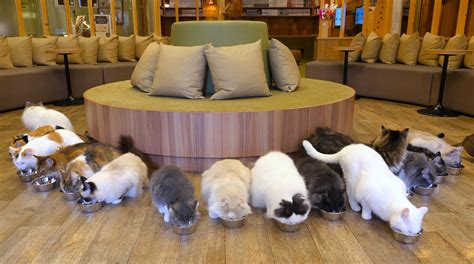 Cat Cafe Mocha Visiting A Cat Cafe At Akihabara