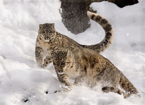Free Images Winter White Play Run Wildlife Zoo Fauna Big Cat