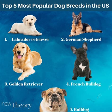 Top 5 Most Popular Dog Breeds In The Us New Theory Magazine