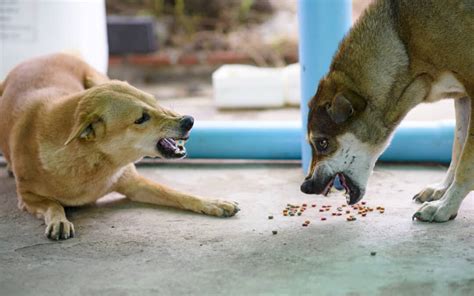 How To Stop Food Aggression In Dogs Phoenix Dog Training